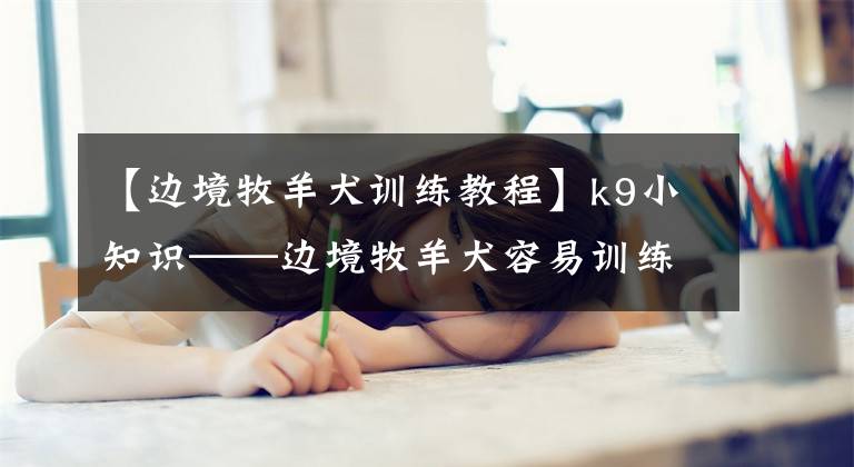 【边境牧羊犬训练教程】k9小知识——边境牧羊犬容易训练吗