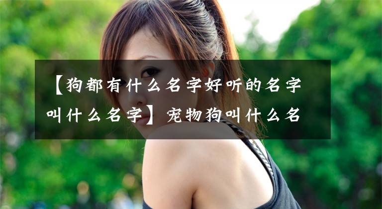 【狗都有什么名字好听的名字叫什么名字】宠物狗叫什么名字？好记，温顺-可爱。
