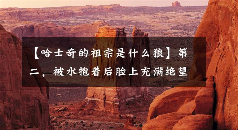 【哈士奇的祖宗是什么狼】第二，被水抱着后脸上充满绝望。第二：快来，又有奸诈的人想伤害我！