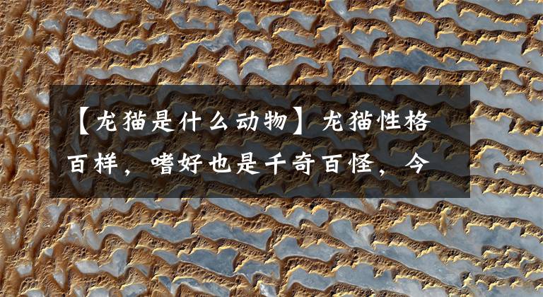【龙猫是什么动物】龙猫性格百样，嗜好也是千奇百怪，今天用漫画讲解一种小嗜好