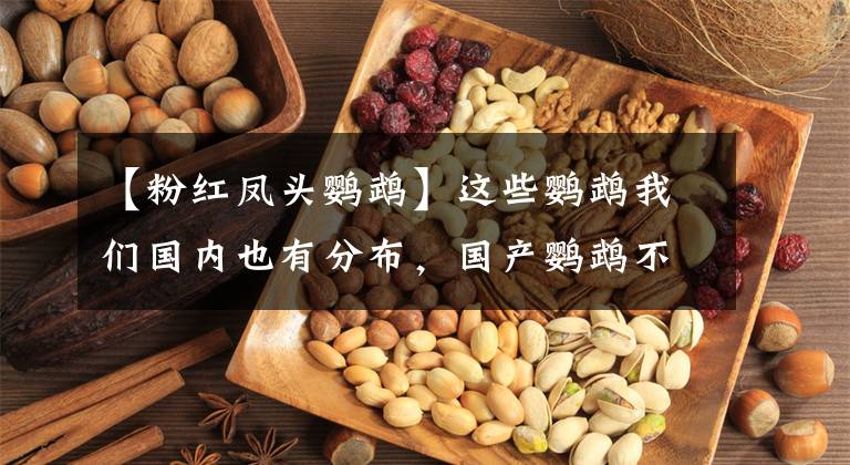【粉红凤头鹦鹉】这些鹦鹉我们国内也有分布，国产鹦鹉不如国外鹦鹉？到底差在哪