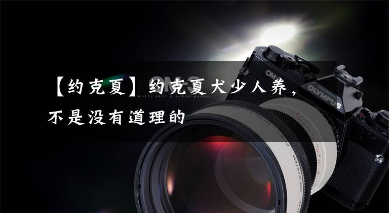 【约克夏】约克夏犬少人养，不是没有道理的