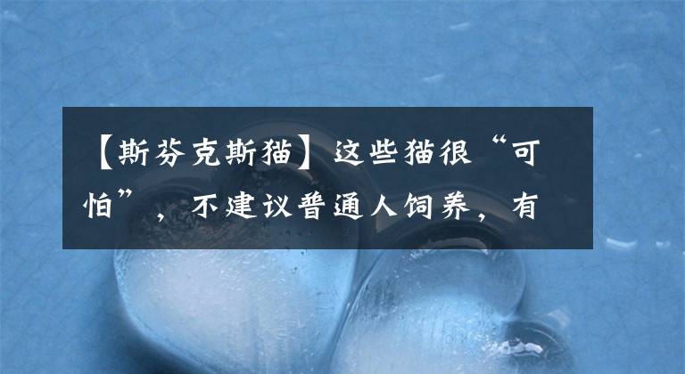 【斯芬克斯猫】这些猫很“可怕”，不建议普通人饲养，有你家猫吗？
