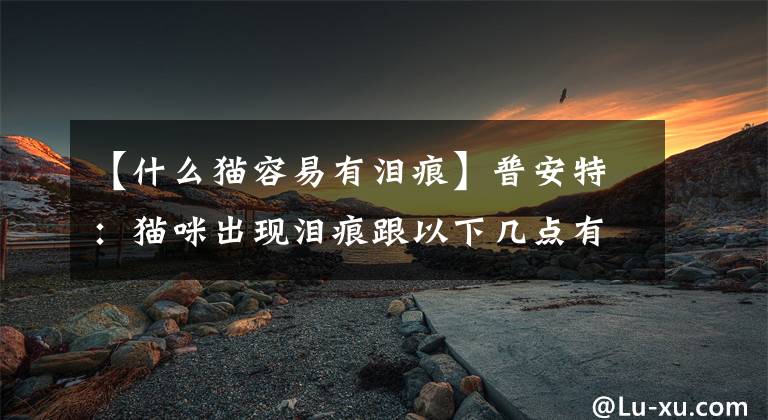 【什么猫容易有泪痕】普安特：猫咪出现泪痕跟以下几点有关，快看看中了几条？