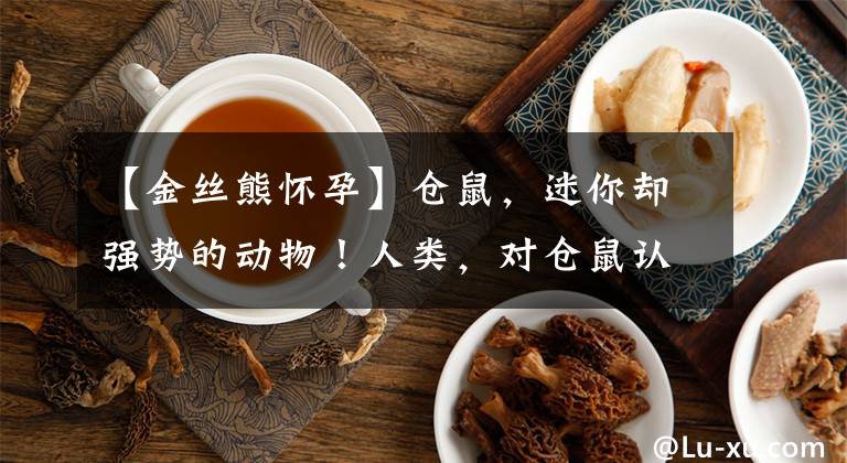 【金丝熊怀孕】仓鼠，迷你却强势的动物！人类，对仓鼠认知的误区与真相知多少？