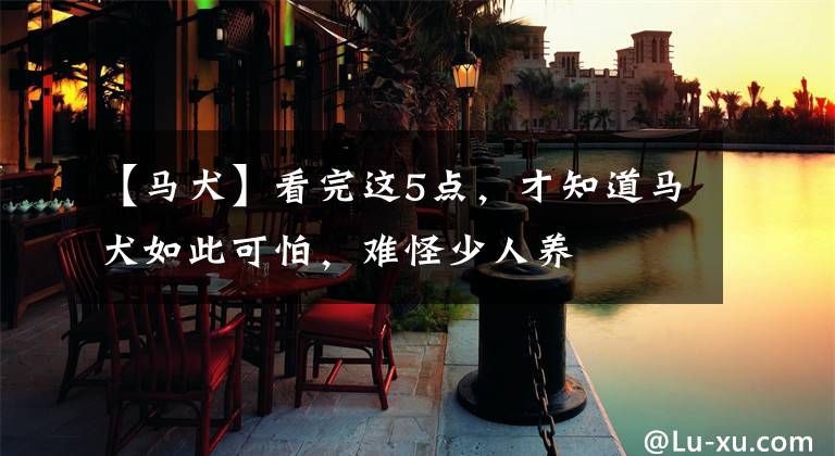 【马犬】看完这5点，才知道马犬如此可怕，难怪少人养