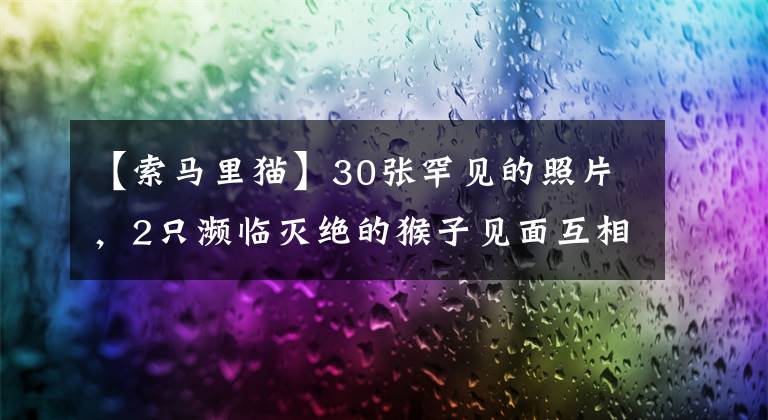 【索马里猫】30张罕见的照片，2只濒临灭绝的猴子见面互相拥抱，太久没见同类