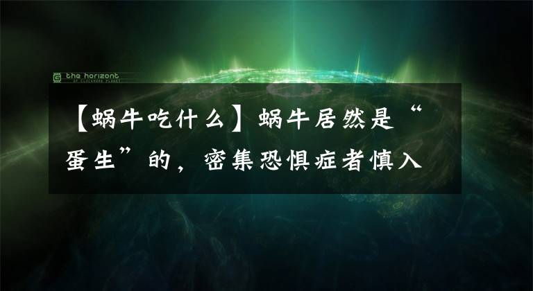 【蜗牛吃什么】蜗牛居然是“蛋生”的，密集恐惧症者慎入