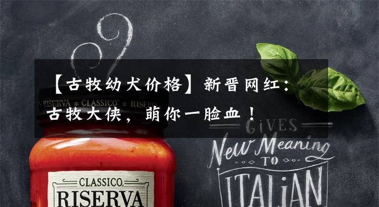 【古牧幼犬价格】新晋网红：古牧大侠，萌你一脸血！