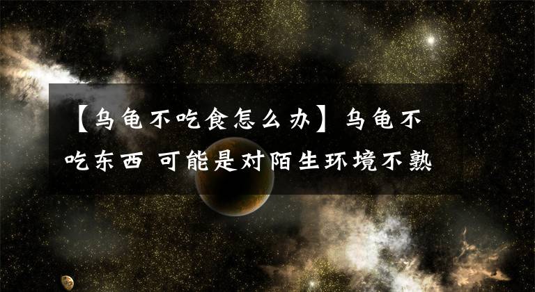 【乌龟不吃食怎么办】乌龟不吃东西 可能是对陌生环境不熟悉
