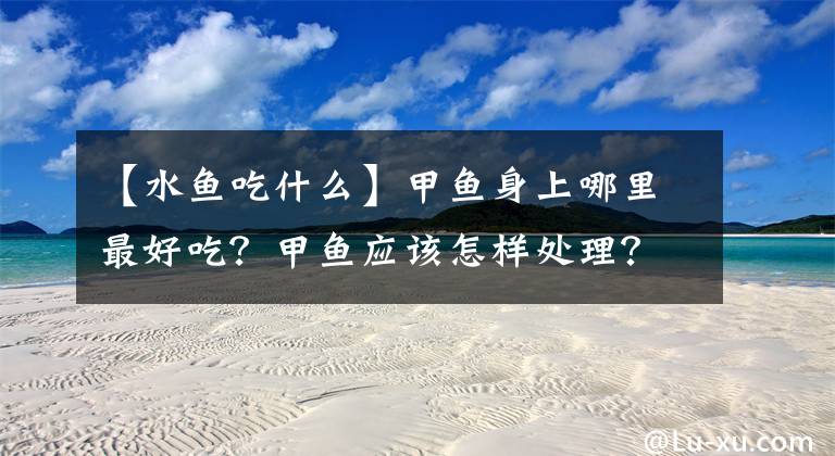 【水鱼吃什么】甲鱼身上哪里最好吃？甲鱼应该怎样处理？怎样去除甲鱼的腥味？