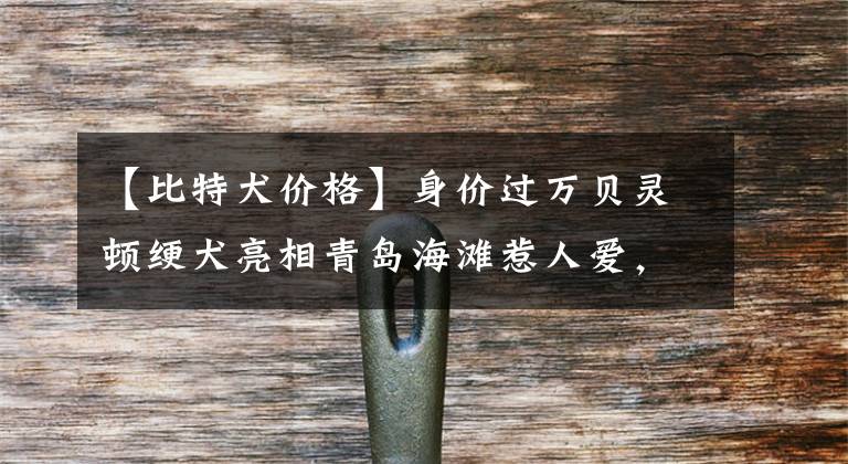 【比特犬价格】身价过万贝灵顿绠犬亮相青岛海滩惹人爱，最贵一只24000元养不起