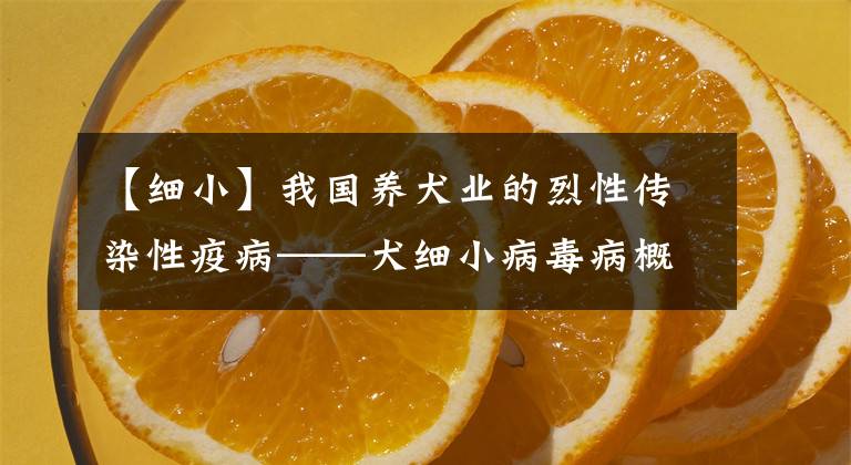 【细小】我国养犬业的烈性传染性疫病——犬细小病毒病概述