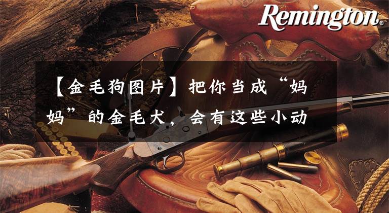 【金毛狗图片】把你当成“妈妈”的金毛犬，会有这些小动作