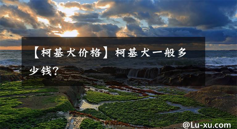 【柯基犬价格】柯基犬一般多少钱？