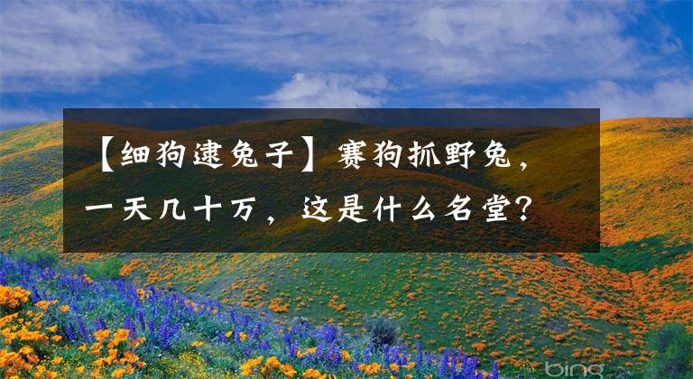 【细狗逮兔子】赛狗抓野兔，一天几十万，这是什么名堂？