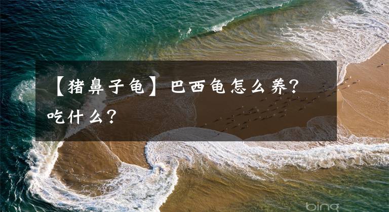 【猪鼻子龟】巴西龟怎么养？吃什么？