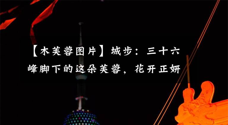 【木芙蓉图片】城步：三十六峰脚下的这朵芙蓉，花开正妍