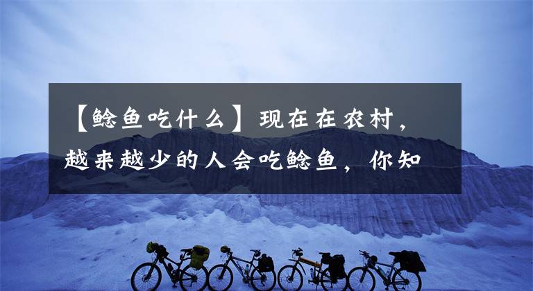 【鲶鱼吃什么】现在在农村，越来越少的人会吃鲶鱼，你知道为什么吗？