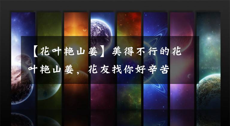 【花叶艳山姜】美得不行的花叶艳山姜，花友找你好辛苦