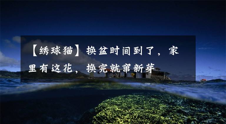 【绣球猫】换盆时间到了，家里有这花，换完就窜新芽