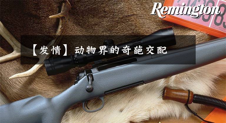【发情】动物界的奇葩交配