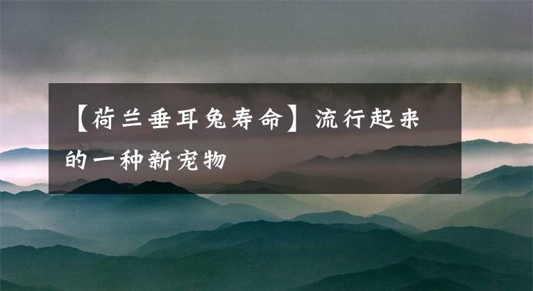 【荷兰垂耳兔寿命】流行起来的一种新宠物