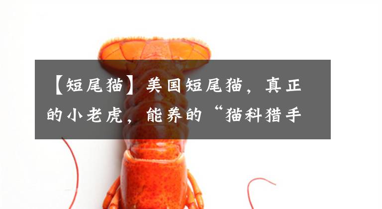 【短尾猫】美国短尾猫，真正的小老虎，能养的“猫科猎手”