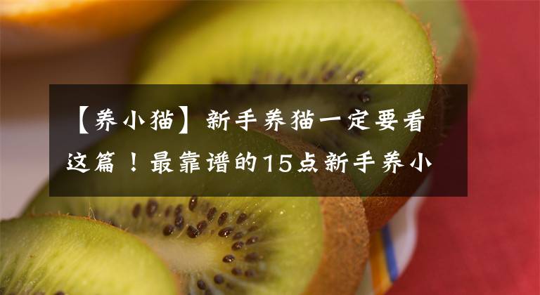 【养小猫】新手养猫一定要看这篇！最靠谱的15点新手养小猫攻略