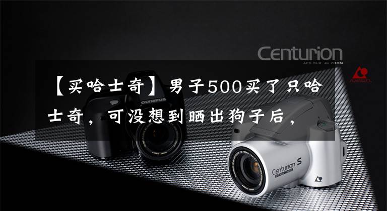 【买哈士奇】男子500买了只哈士奇，可没想到晒出狗子后，网友就笑疯了