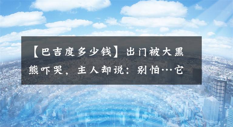 【巴吉度多少钱】出门被大黑熊吓哭，主人却说：别怕…它是柯基的崽