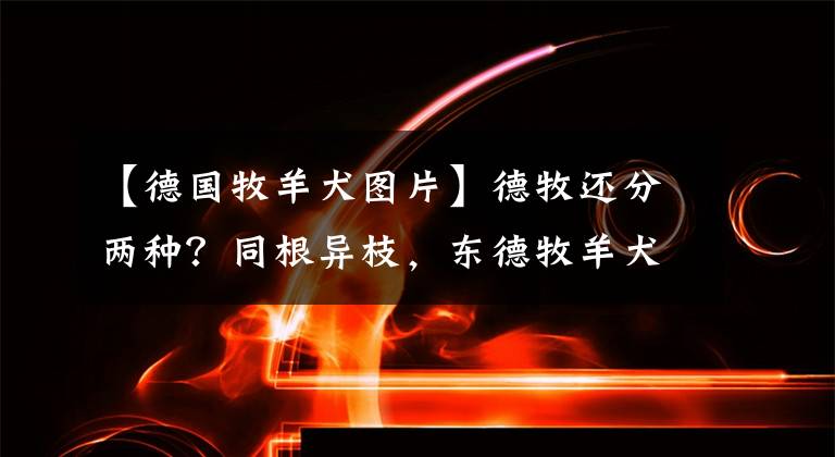 【德国牧羊犬图片】德牧还分两种？同根异枝，东德牧羊犬和西德牧羊