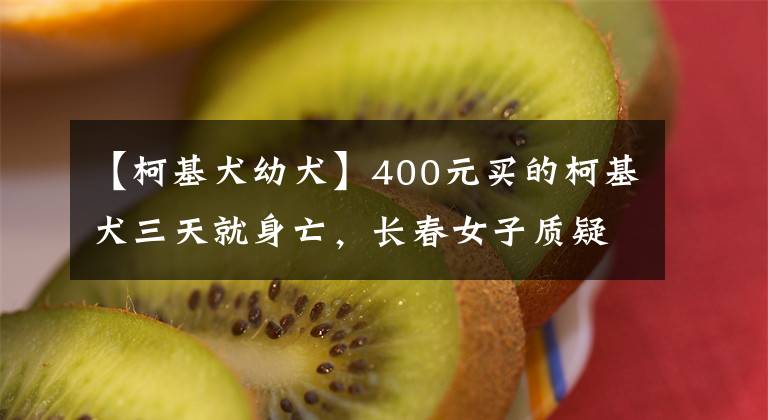 【柯基犬幼犬】400元买的柯基犬三天就身亡，长春女子质疑在基隆狗市买到“星期狗”