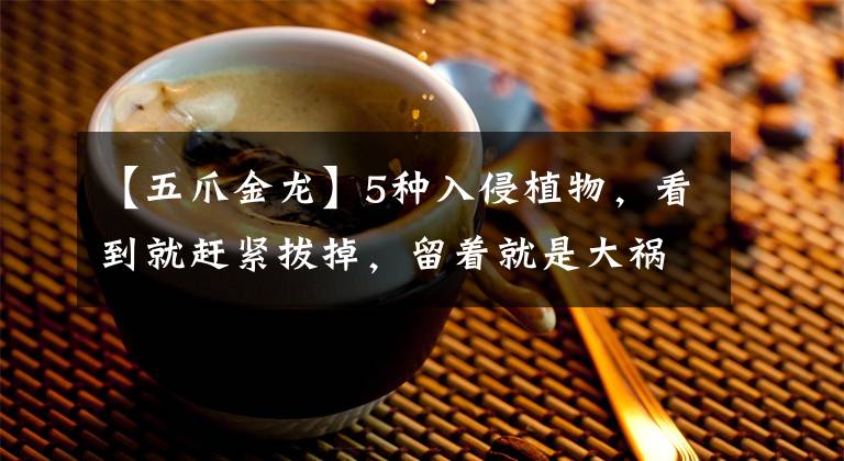 【五爪金龙】5种入侵植物，看到就赶紧拔掉，留着就是大祸害