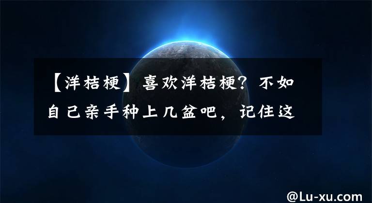【洋桔梗】喜欢洋桔梗？不如自己亲手种上几盆吧，记住这些要点种植并不难