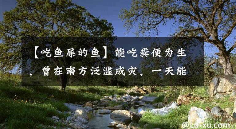 【吃鱼屎的鱼】能吃粪便为生，曾在南方泛滥成灾，一天能吃3千鱼卵，却有人养殖