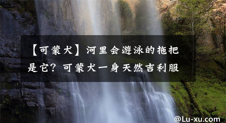 【可蒙犬】河里会游泳的拖把是它？可蒙犬一身天然吉利服，古时曾令狼群绝迹