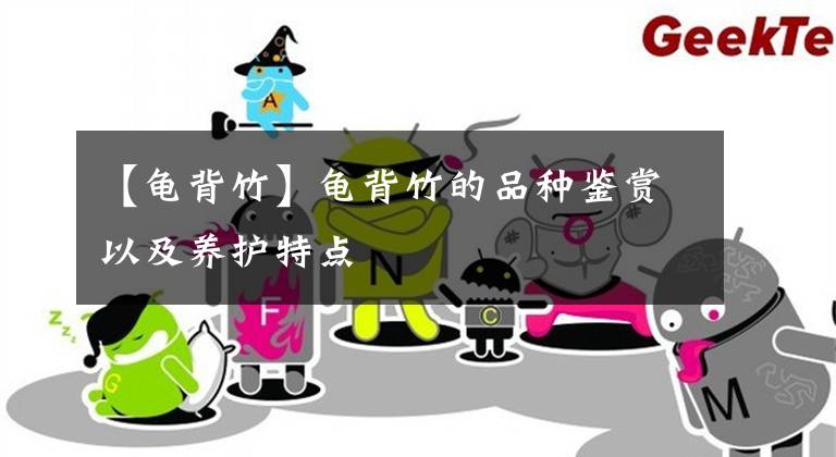 【龟背竹】龟背竹的品种鉴赏以及养护特点