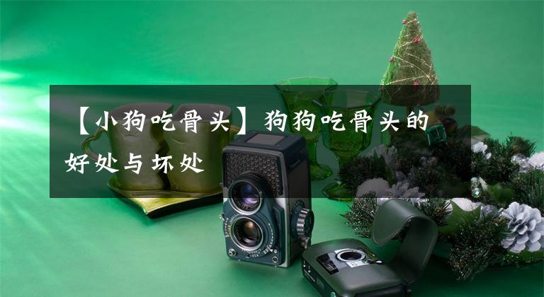【小狗吃骨头】狗狗吃骨头的好处与坏处