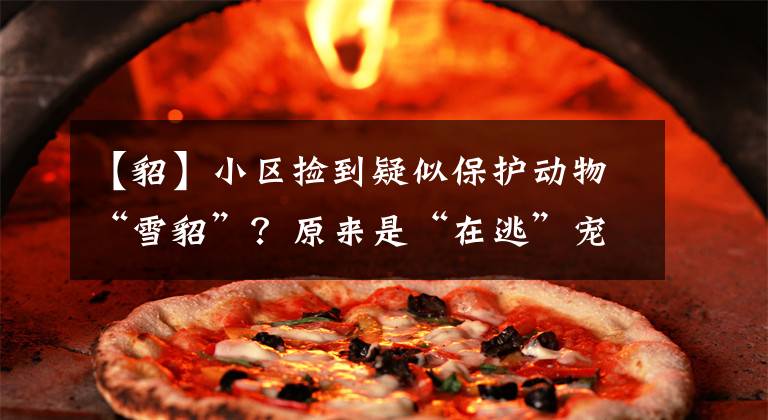 【貂】小区捡到疑似保护动物“雪貂”？原来是“在逃”宠物貂中了暑