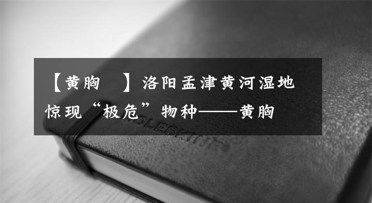 【黄胸鹀】洛阳孟津黄河湿地惊现“极危”物种——黄胸鹀