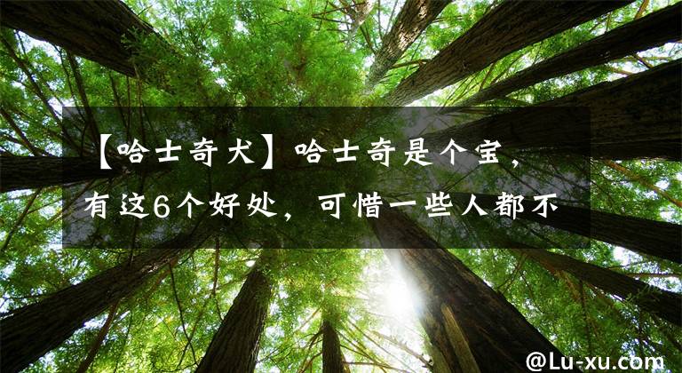 【哈士奇犬】哈士奇是个宝，有这6个好处，可惜一些人都不知道