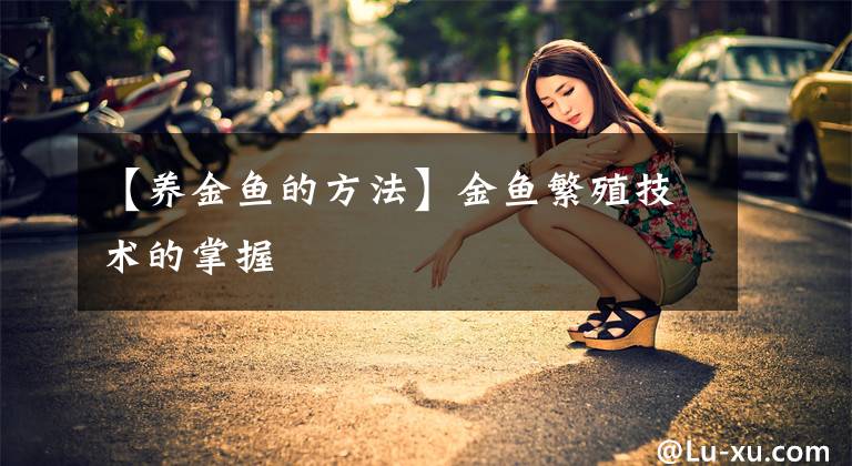 【养金鱼的方法】金鱼繁殖技术的掌握