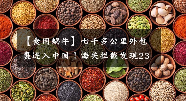 【食用蜗牛】七千多公里外包裹进入中国！海关拦截发现239只蜗牛，危害多大？