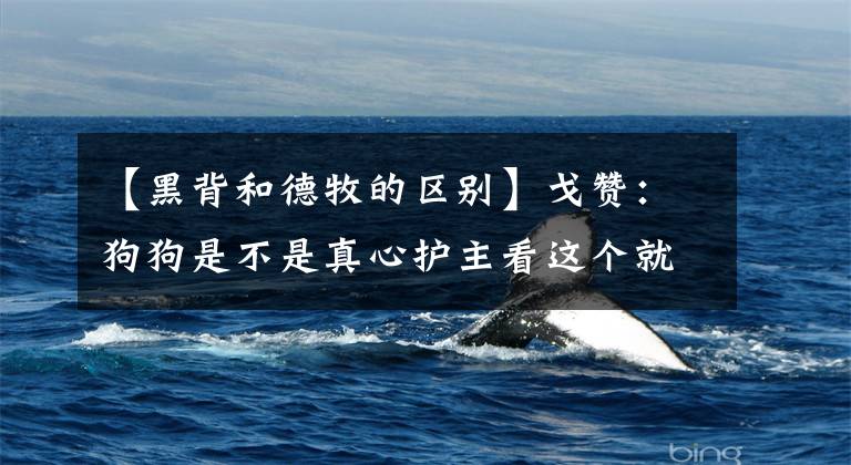 【黑背和德牧的区别】戈赞：狗狗是不是真心护主看这个就知道啦