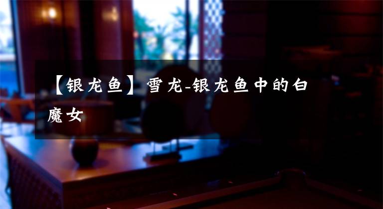 【银龙鱼】雪龙-银龙鱼中的白魔女