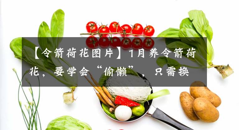 【令箭荷花图片】1月养令箭荷花，要学会“偷懒”，只需换个位置，春季花开很简单