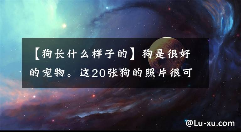 【狗长什么样子的】狗是很好的宠物。这20张狗的照片很可爱