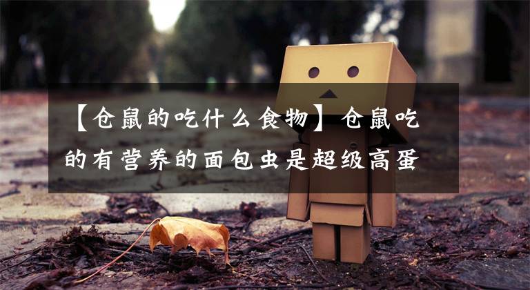 【仓鼠的吃什么食物】仓鼠吃的有营养的面包虫是超级高蛋白营养品