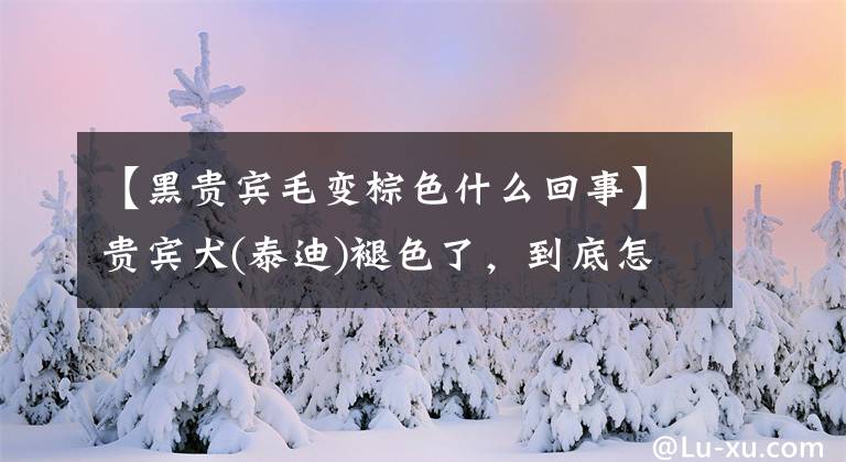 【黑贵宾毛变棕色什么回事】贵宾犬(泰迪)褪色了，到底怎么了？主要是这五个原因